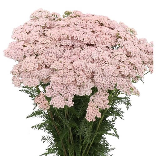 ACHILLEA PINK DREAM
