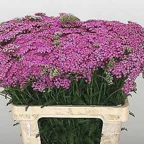 ACHILLEA PINK LADY