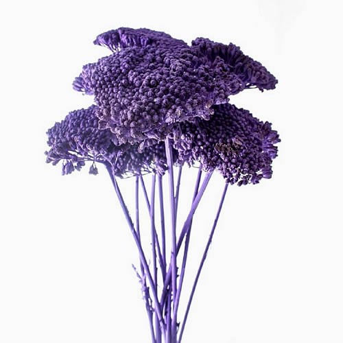ACHILLEA PURPLE - DRIED