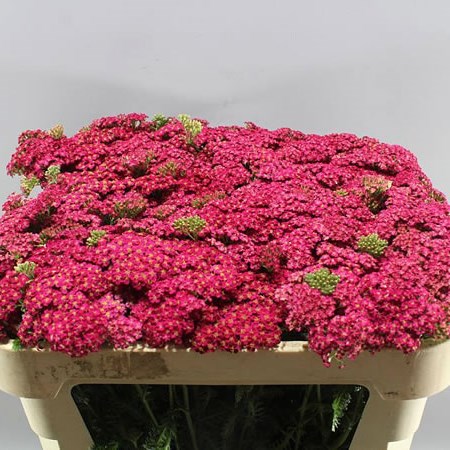 ACHILLEA REDNEK