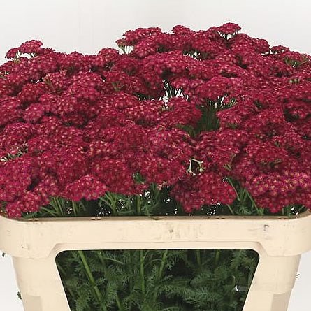 ACHILLEA REDNEK