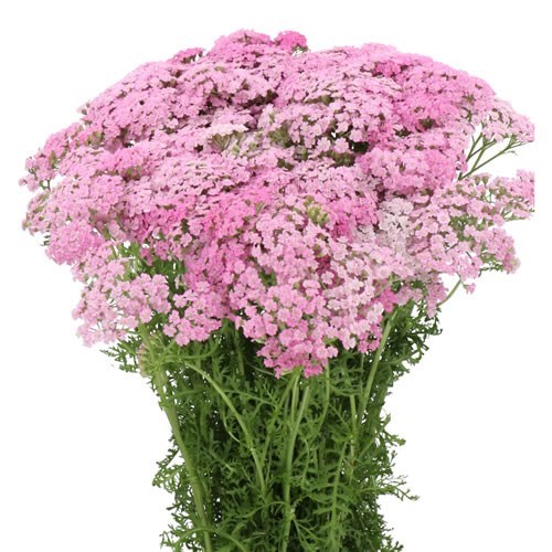 ACHILLEA SARA