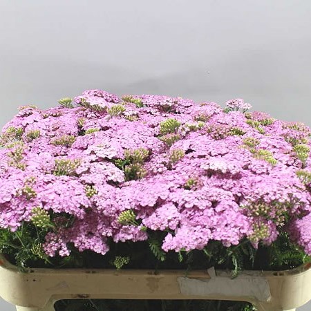 ACHILLEA SARA