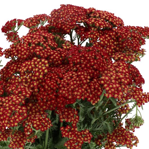 ACHILLEA SASSY SUMMER SANGRIA
