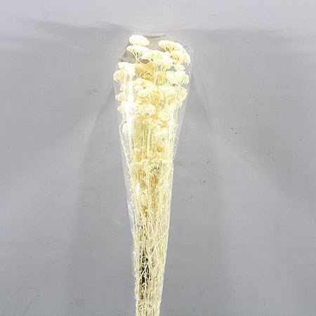 ACHILLEA SILVESTE BLEACHED (dried)
