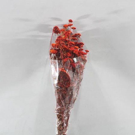 ACHILLEA SILVESTE BURGUNDY (dried)