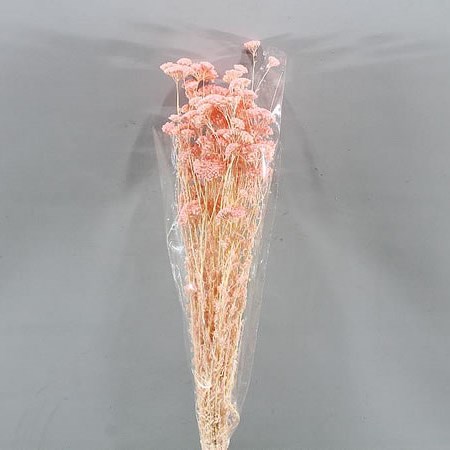 ACHILLEA SILVESTE LIGHT PINK (dried)