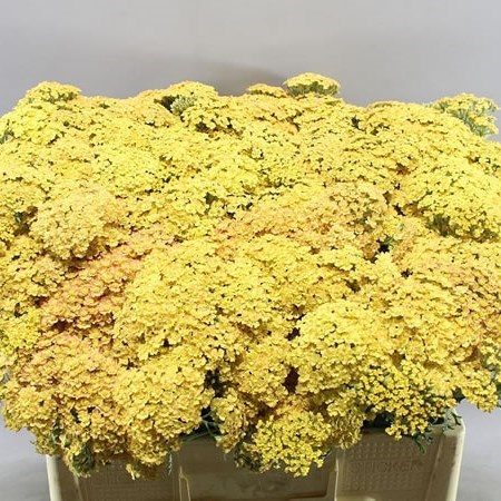 ACHILLEA SURPRISING SUNSET