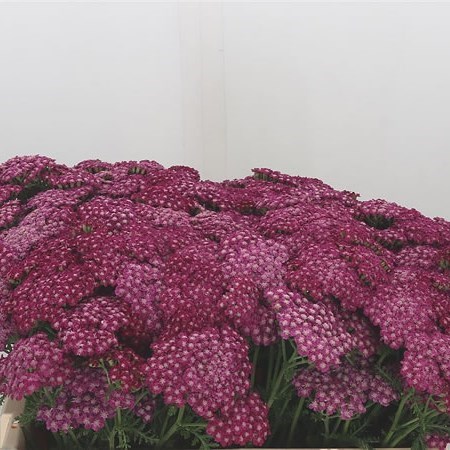 ACHILLEA VELVET DREAM