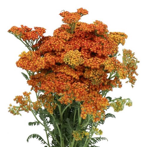 ACHILLEA WALTER FUNKEN