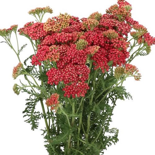 ACHILLEA WIETZE