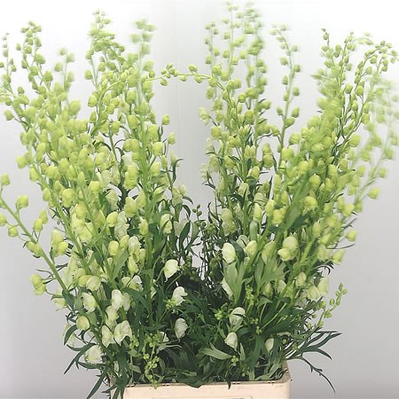 ACONITUM ALBUM CREAM