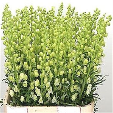 ACONITUM ALBUM CREAM