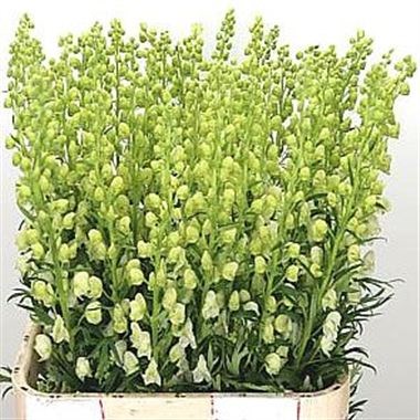ACONITUM ALBUM CREAM