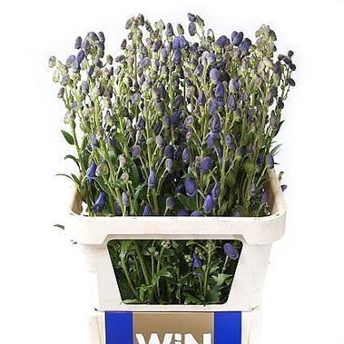 ACONITUM ARENDSII