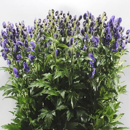 ACONITUM CARMICHAELII ARENDSII