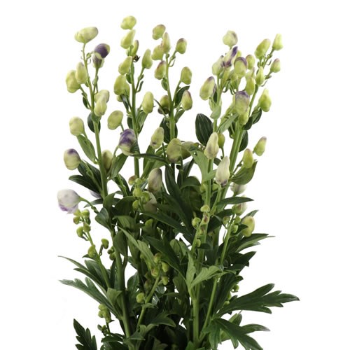 ACONITUM CLOUDY