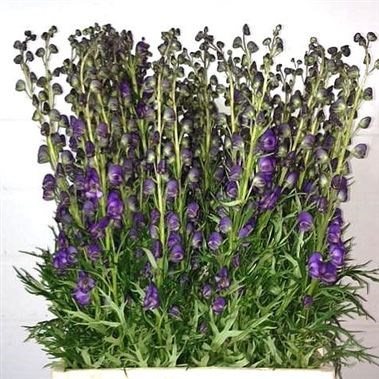 ACONITUM NAPELLUS