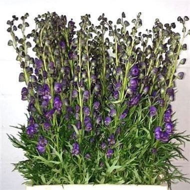 ACONITUM NAPELLUS