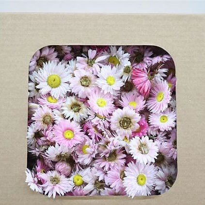 ACROCLINIUM LIGHT PINK FLOWER HEADS (DRIED)