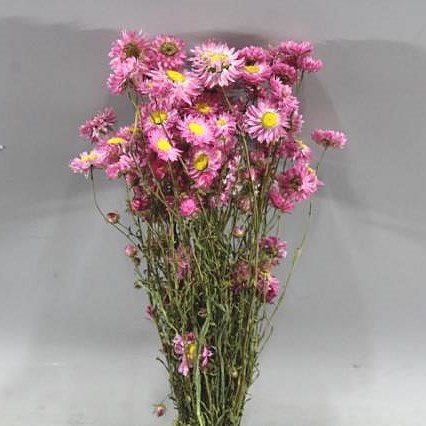 ACROCLINIUM PINK (dried)