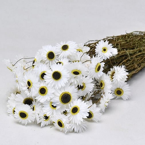 ACROCLINIUM WHITE (DRIED)