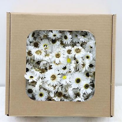 ACROCLINIUM WHITE FLOWER HEADS (DRIED)