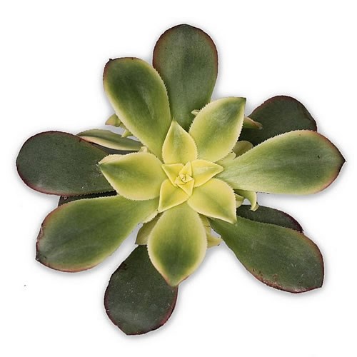 AEONIUM KIWI 5CM