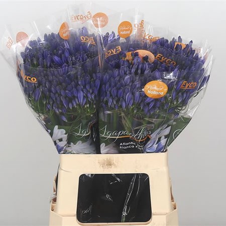 AGAPANTHUS ATLANTIC OCEAN