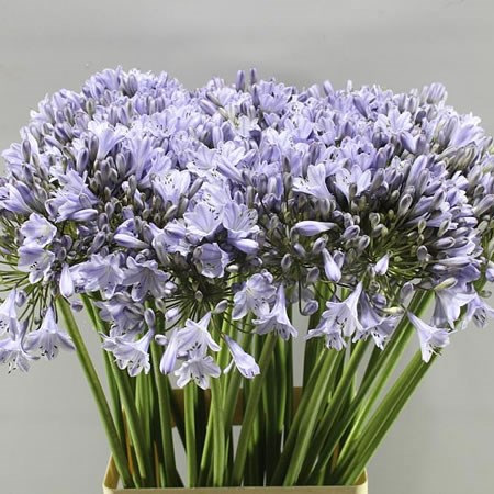 AGAPANTHUS BABY BLUE