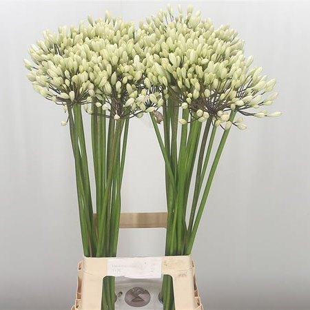 AGAPANTHUS BARCELONA