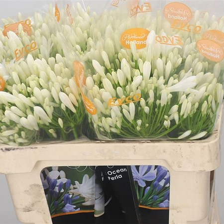AGAPANTHUS BIANCA PERLA