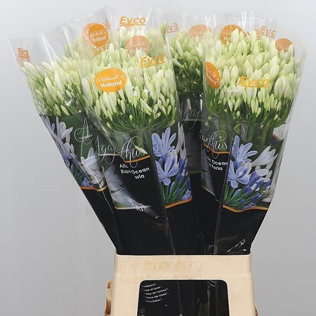 AGAPANTHUS BIANCA PERLA
