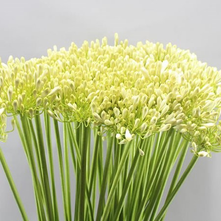 AGAPANTHUS CASABLANCA