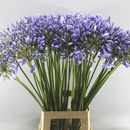 AGAPANTHUS DONAU