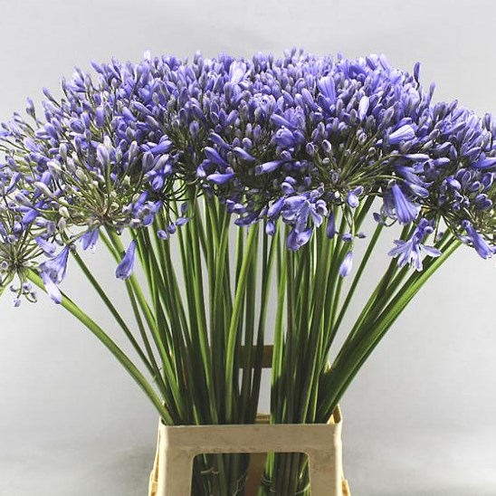 AGAPANTHUS DONAU