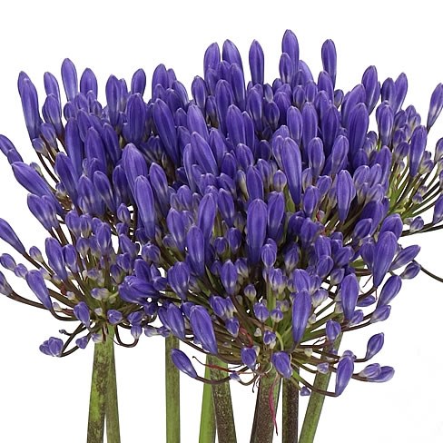 AGAPANTHUS EYFORI DARK BLUE