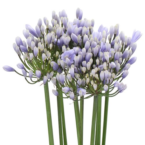AGAPANTHUS EYFORI LIGHT BLUE