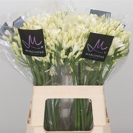 AGAPANTHUS GLETSJER