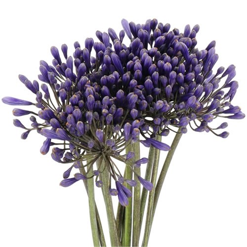 AGAPANTHUS INTERMEDIA