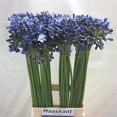 AGAPANTHUS INTERMEDIA