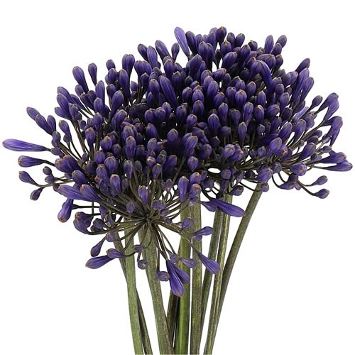 AGAPANTHUS INTERMEDIUS 70cm Wholesale Dutch Flowers & Florist Supplies UK