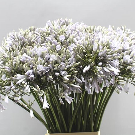 AGAPANTHUS LESPRIT