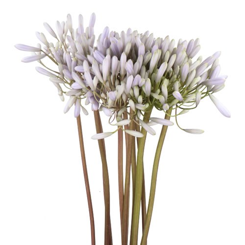 AGAPANTHUS LESPRIT