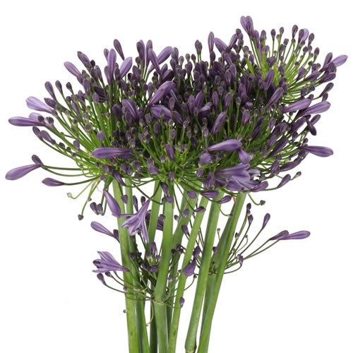 AGAPANTHUS LILAC OCEAN