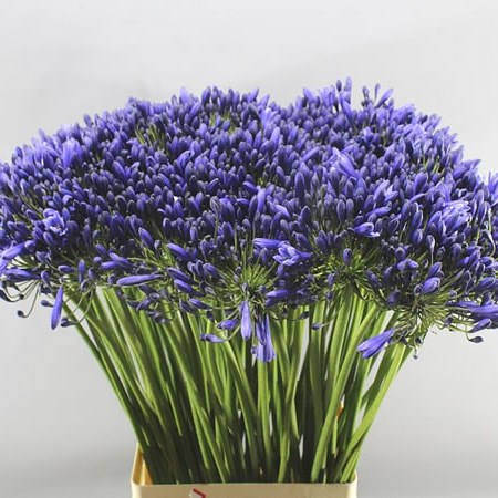 AGAPANTHUS MAP