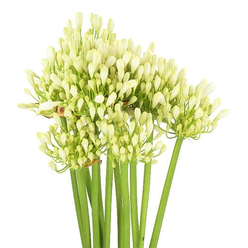 AGAPANTHUS MARA
