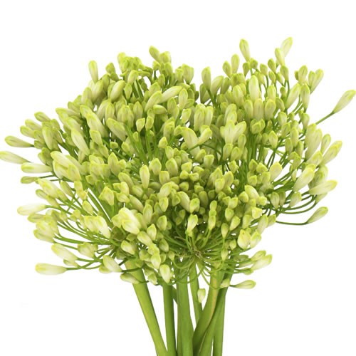 AGAPANTHUS POLAR ICE