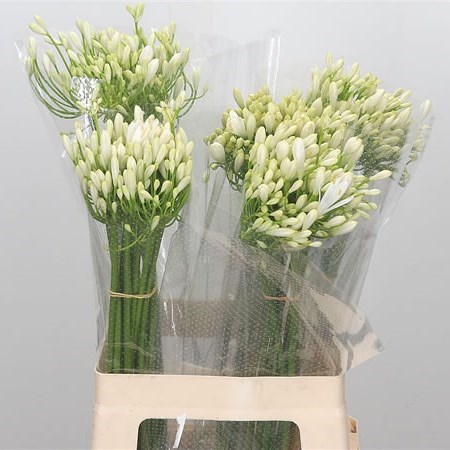 AGAPANTHUS POLAR ICE
