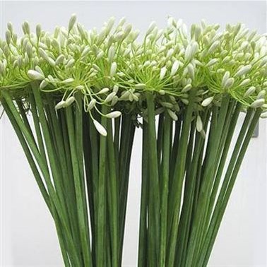 AGAPANTHUS PRINCESS MARILENE
